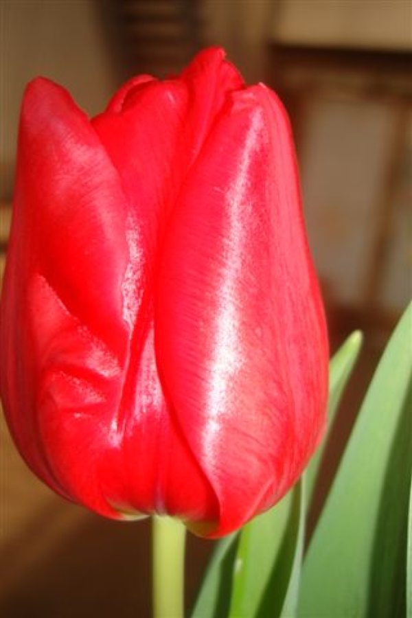 tulipan nazwany imieniem Ireny Sendler